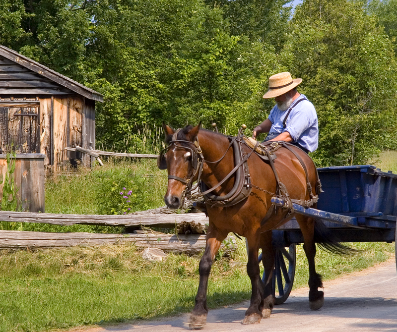 horse carriage at the upper canada village