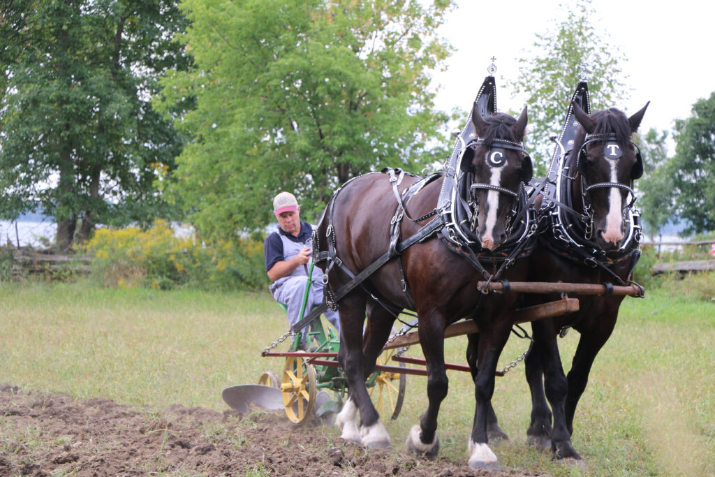Canadian horses working the ground at Upper Canada Village